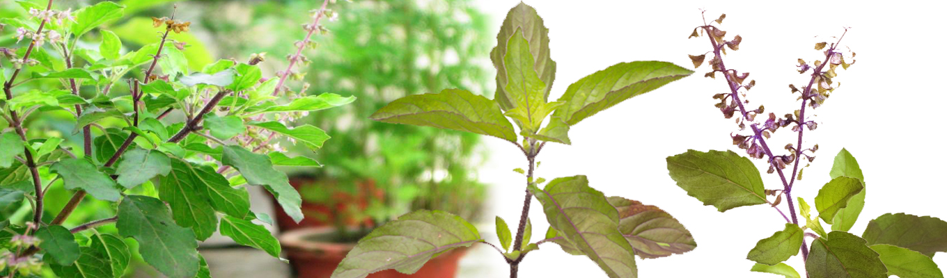 Tulsi Ocimum Tenuiflorum Holy Basil Tulasi Medicinal Plant