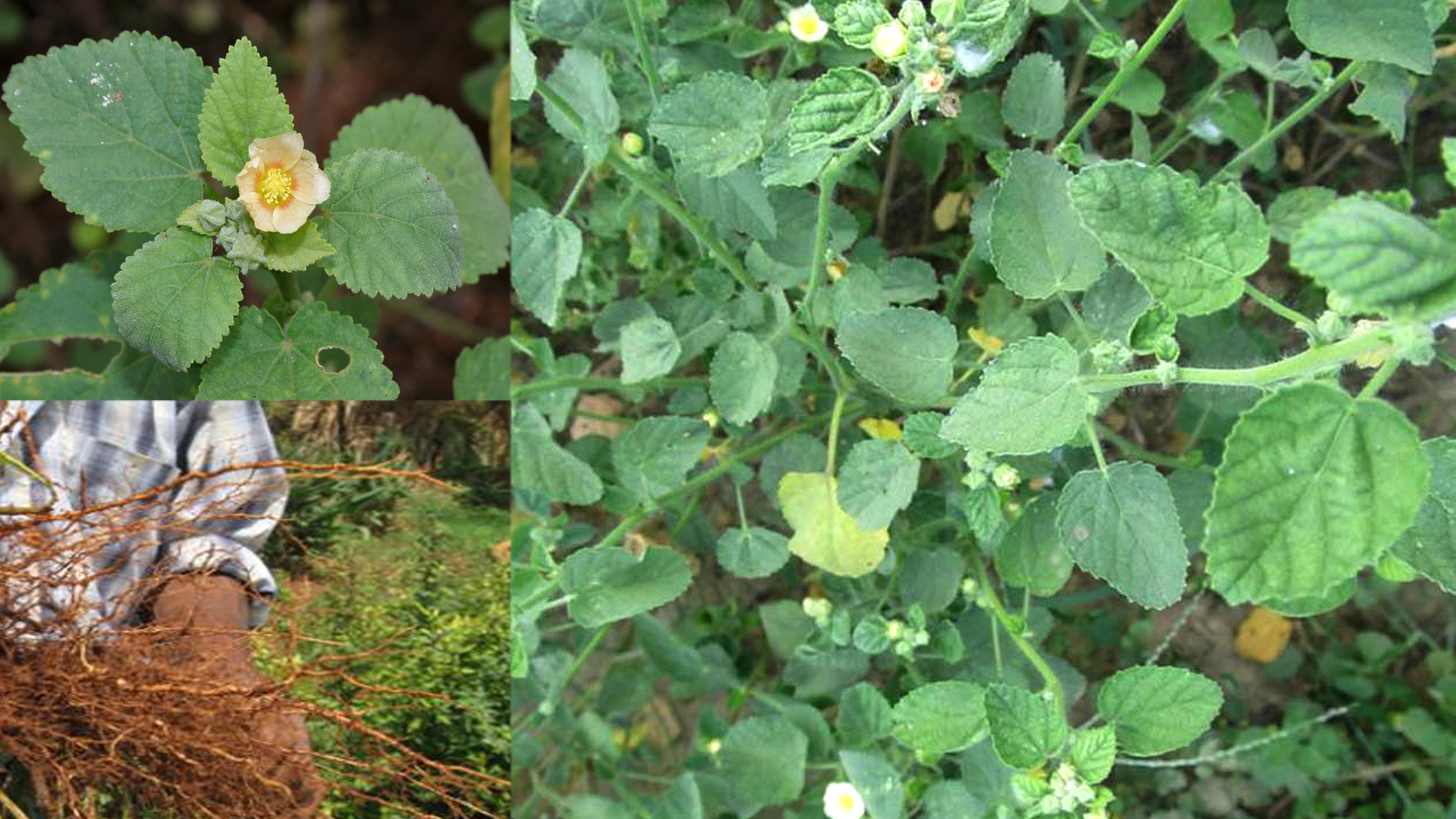 Kurunthotti Kurumtotti Bala Mallow Indian Medicinal Plant